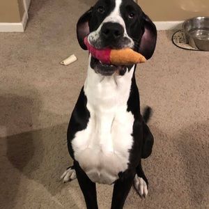 Meet your Posher, Jodi